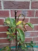 RoseA2.webp