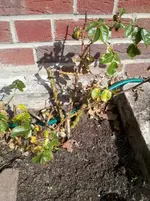 RoseB3.webp