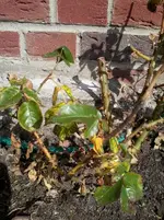 RoseB2.webp