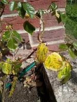 RoseB1.webp