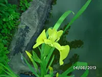 Sumpfschwertlilie.webp