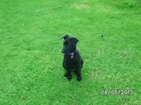 Anka.webp