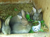 Kaninchen.webp