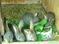 Kaninchen (2).webp