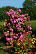 pinker Rhodi in voller Blüte unten rechts_700.webp