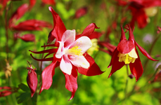 Akelei immer noch in Blüte_1024.webp