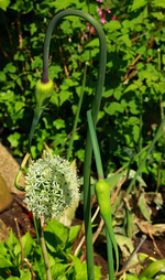 drei Allium Forelock weiss_500.webp