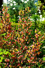 Ginster Karbeval blüht_500.webp