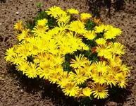 Mittagsblume blüht_800.webp