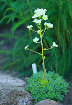 eine Saxifraga blüht_700.webp