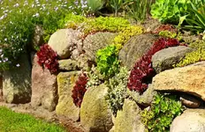 Feldsteinmauer mit Saxifrage und verschiedenen Semper_1024.webp