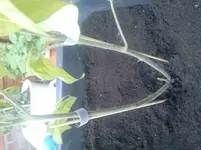 2013-06-03 20.05.50.webp