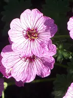geranium cinereum Ballerina.webp