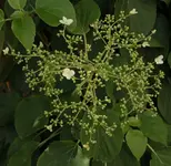 Kletterhortensie.webp