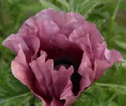Mohnbluete.webp