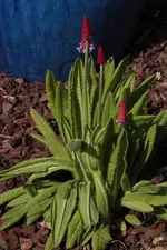 Primula vialii.webp