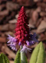 Primula vialii_Bluete.webp