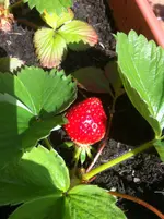 010.webp