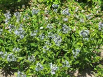 IMG_0575.webp