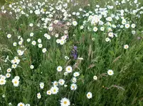 Blumenwiese4_6_13.webp