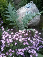 ArtischockeSeifenkraut4_6_13.webp