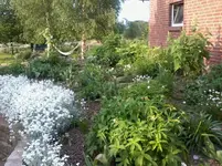 HochbeetHornkraut4_6_13.webp