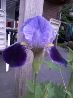 IrisBarbatorEliatorII4_6_13.webp