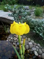 IrisPseudacorusII4_6_13.webp
