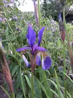 IrisSibiricaI4_6_13.webp