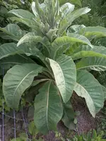Verbascum4_6_13.webp