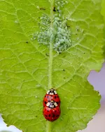 DSC_5006_Nun_aber_schnell_-_Futter_ist_da.webp