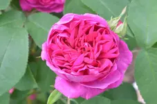 DSC_5043Rose_de_Resht.webp
