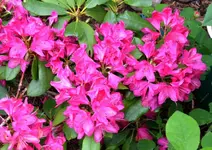 DSC_5046_Rhododendron.webp