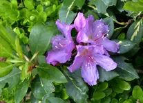 DSC_5048 Rhododendron k.webp
