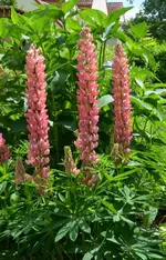 DSC_5056_Lupine_K.webp