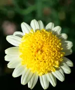 DSC_5189_gelbe_Margerite.webp