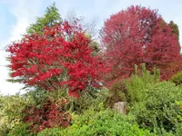 herbst v.webp