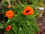 Mohn (2).JPG