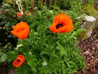 Mohn (2).webp