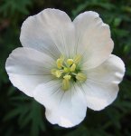 geranium alba.jpg