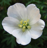 geranium alba.webp