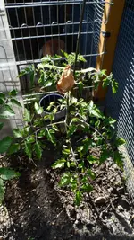 SAM_0702.webp