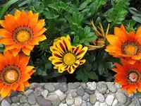 018.webp