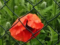010.webp