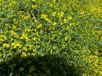 Duftender Kriechginster.webp