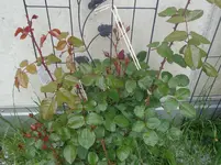 DSC01435.webp