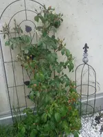 DSC01436.webp