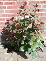RoseMitte6_6_13.webp