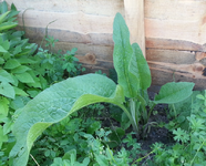 Plante inconnue jardin.webp