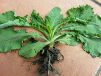 Plante inconnue.webp